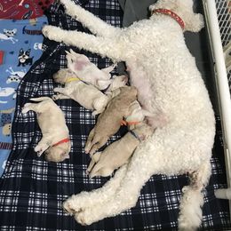 Goldendoodle, Schnoodle, and Sheepadoodle Puppies from Dood Ranch