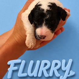 Flurry - Parti male Poodle puppy in Washington, Pennsylvania from Patriotic Poodles