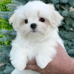 Luna Snow Angel - White female Maltese puppy in Anza, California from Top Shepherd - Snow Angels Bichon Frisé, Maltise, toy Poodles.