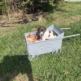 Theo- Gray - Liver and white male German Shorthaired Pointer puppy in Union Hall, Virginia from Rustic Creek Farms