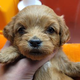Green collar - Apricot female Cavapoo puppy in Gresham, Oregon from Paisley Cavapoos
