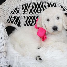 Bernedoodle and Goldendoodle Puppies from Dawg'on Doodles