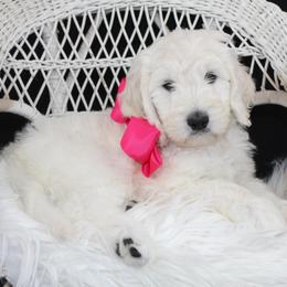 Bernedoodle and Goldendoodle Puppies from Dawg'on Doodles