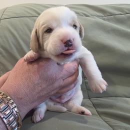Tulip-brown - Chalk male Labradoodle puppy in Commerce City, Colorado from Playful Paws Labradoodles