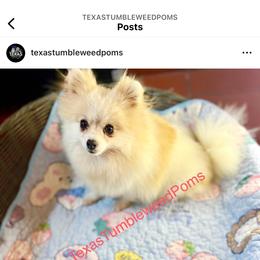 Pomeranian Puppies from Texas Tumbleweed Poms