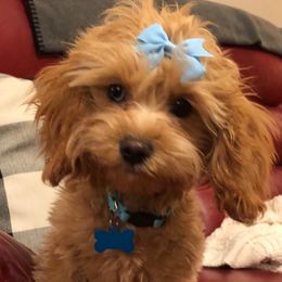 Cavapoo Puppies from Wee-1 Cavapoos