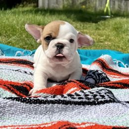 French Bulldog Puppies from Moore Frenchies