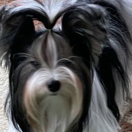 Biewer Terriers, Pomeranians, Poodles, and Yorkshire Terriers from Heartland small breeds