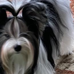 Biewer Terriers, Pomeranians, Poodles, and Yorkshire Terriers from Heartland small breeds