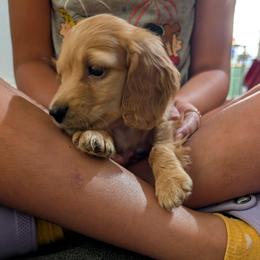 Han - Cream male Dachshund puppy in Spring Hope, North Carolina from Hogan’s Lowrider Hounds