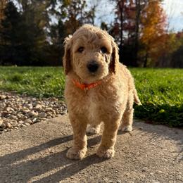 Orange - Female - Red  female Goldendoodle puppy in Kent City, Michigan from Hannah Mae Doodles