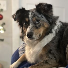 Remi - Cavalier King Charles Spaniel