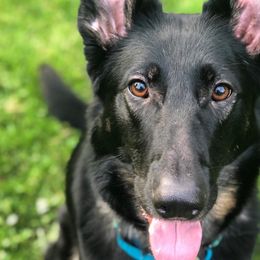 Montana - German Shepherd