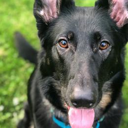 Montana - German Shepherd