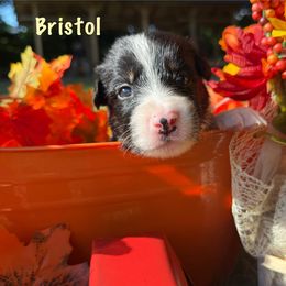 Bristol - Black and white female Border Collie puppy in Coventry, Rhode Island from Michelle's Border Collies