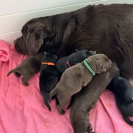 Labrador Retriever Puppies from Tag Hollow