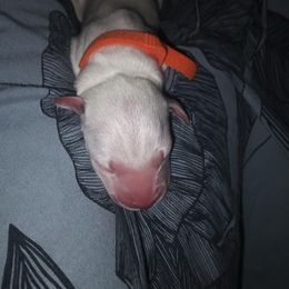 Orange - Tauriel - White and black female Dalmatian puppy in Jacksonville, Florida from Sunrise Dalmatians 🌄