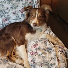 Miniature Australian Shepherds from Maxwell's Mini Aussies