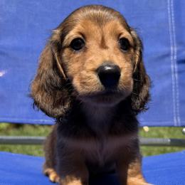 Dachshund Puppies from Signature Mini Dachshunds