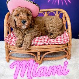 Miami - Red  female Goldendoodle puppy in from Pink Poodles and Doodles