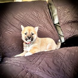 Daphne - Sesame female Shiba Inu puppy in Ewing Township, New Jersey from NJ Shiba Baby