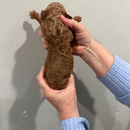 Earl - Brown male Poodle puppy in St. Johnsbury, Vermont from Poodles of the Northern Woods