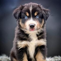 Obsidian - Black tri-color male Australian Shepherd puppy in Petersburg, Indiana from Royal Aussie’s