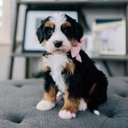 Funny Girl - Tri-color female Bernedoodle puppy in Murray, Utah from Sun Valley Doodles