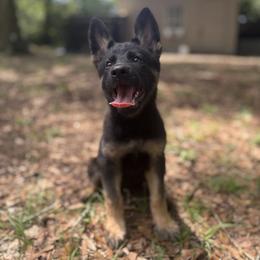 Black and Tan Girl - Black and tan female German Shepherd puppy in Jacksonville, Florida from El Dorado