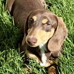 Desert Horizons Ocotillo AKA Tillo - Dachshund