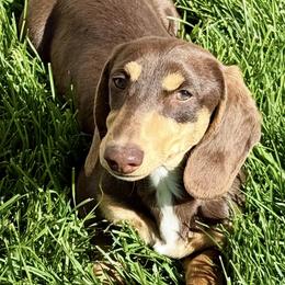 Desert Horizons Ocotillo AKA Tillo - Dachshund