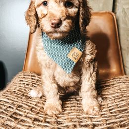 Goldendoodle Puppies from The Doting Doodle