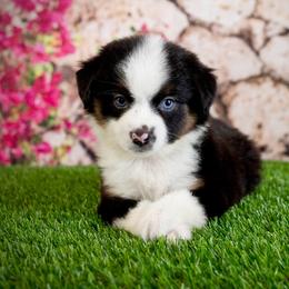 Bella - Black tri female Toy Australian Shepherd puppy in Georgetown, Texas from Minikin Manor