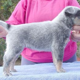 Australian Cattle Dog Puppies from Tin Roof Australian Cattle Dogs
