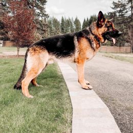 Occo - German Shepherd