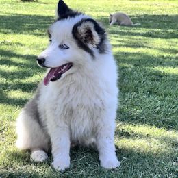 August - White male Pomsky puppy in Amarillo, Texas from Pom Pom Pomskies