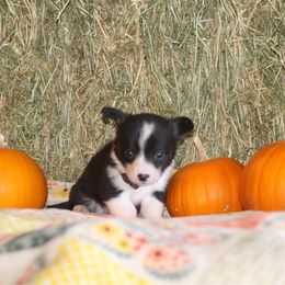 Brewer - Black and white male Cardigan Welsh Corgi puppy in Leonard, Texas from Southern Rose Corgis