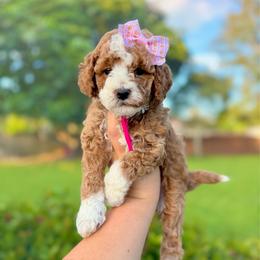Caprese - Red  female Goldendoodle puppy in Miami, Florida from Jade’s Paws & Co. Of Miami LLC