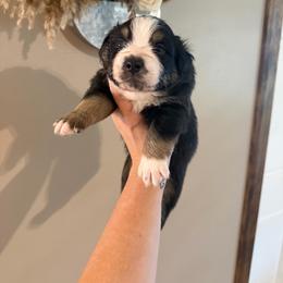 Piglet - Black tri-color male Australian Shepherd puppy in Caro, Michigan from White Tail Australian Shepherds