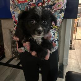 Male 3- Blaze - Black male Morkie puppy in Pittsburgh, Pennsylvania from Maria's Morkies & More