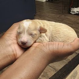Girl 1 - Apricot Poodle puppy in Augusta, Georgia from Royalti Pups