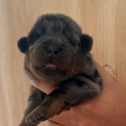Blue collar male - Harlequin male Beauceron puppy in Floyd’s Knobs, Indiana from Birdwing Beaucerons