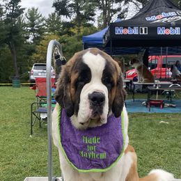Saint Bernard Puppies from Ostara Kennel