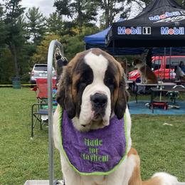 Saint Bernard Puppies from Ostara Kennel
