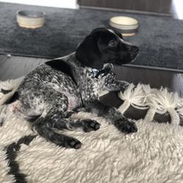 German Shorthaired Pointer Puppies from Red Clay Kennels