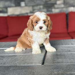 Pebbles - Red female Bernedoodle puppy in Millersburg, Ohio from T Sanctum