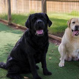 Labrador Retriever puppies from Dutton Dog Co & Dalla Grazia Doberman
