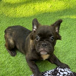 Jack Black - Brindle male French Bulldog puppy in Woodstock, Georgia from Roman Dynasty Kennels