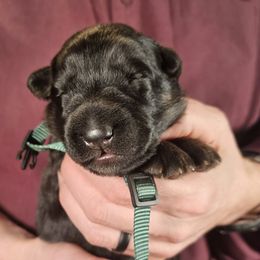 Spark - Black and red male German Shepherd puppy in Columbus, Indiana from Stony Lonesome GSD