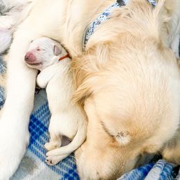 Golden Retriever Puppies from Salty Goldens